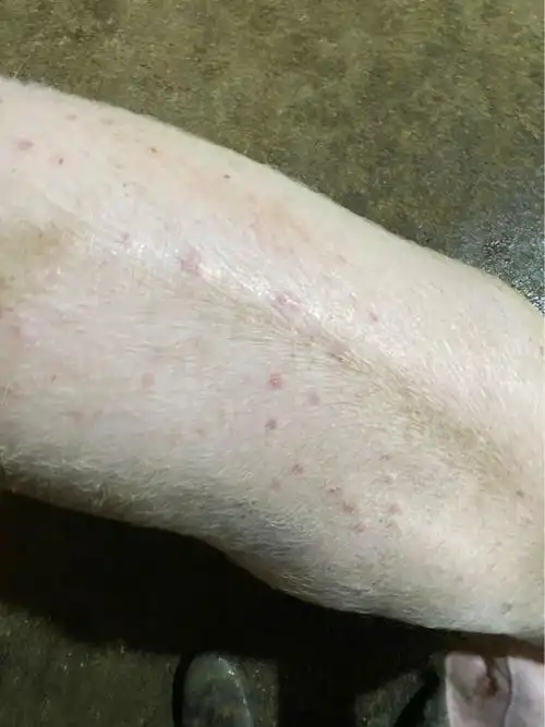 猪病通-猪病问答-问题描述