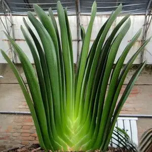 君子兰立板高档