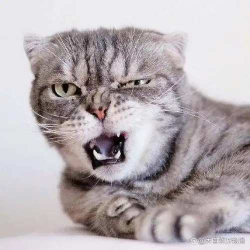 大,它们分别是羊驼,鼩鼱,蜜獾,袋獾和杀人蜂,我们从物种简介,发怒原因