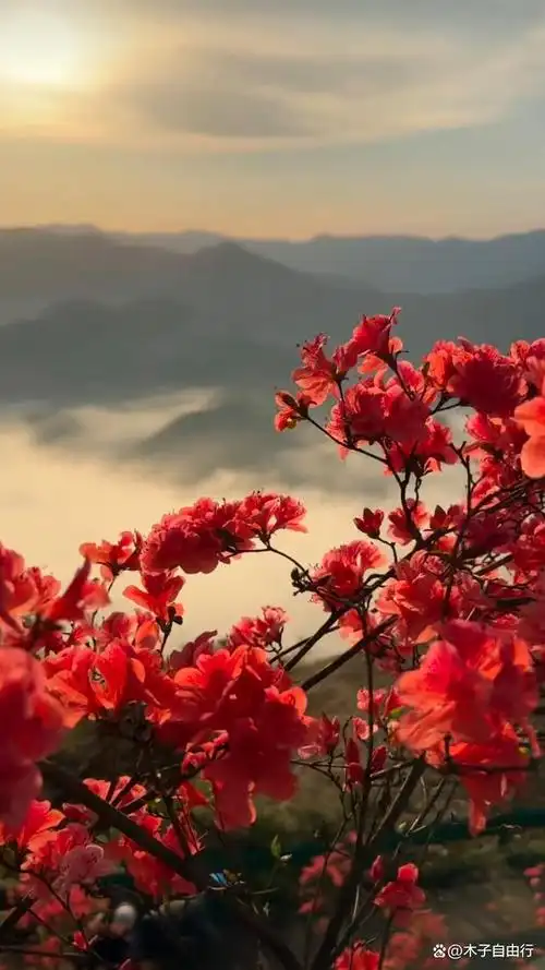 漫山又见映山红