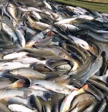 [池鲤鱼批发]原塘大鲤鱼23456斤出售中价格6.50元/斤 - 一亩田