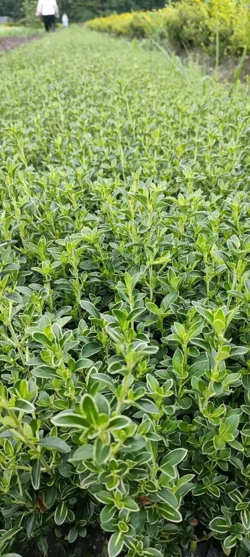 六月雪苗圃价格六月雪大量批发