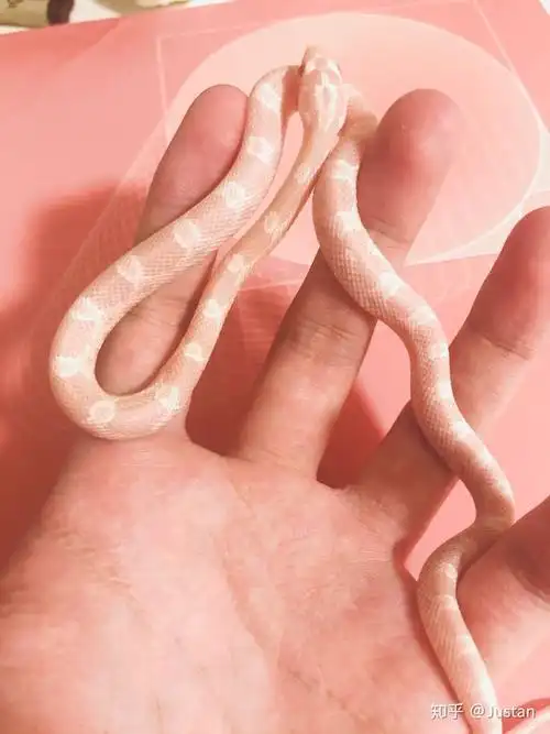 其次,就是摸起来,上手时的触感,玉米蛇是柔软顺滑,纤细修长.