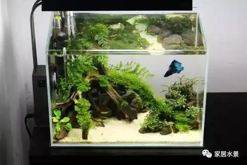 家居水景丨水族造景玩家36cm精致小缸造景分享