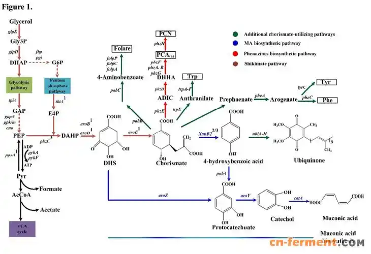 产量的策略是:(1)阻断粘康酸转化并用吩嗪生物合成簇增强粘康酸外排泵