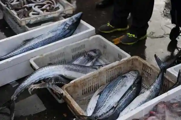 谷雨时节到青岛春鲅鱼初登市场35块钱一斤越大越便宜