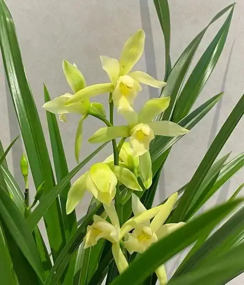 兰花是花中四君子之一,因象征品节高雅,深受广大花友喜爱.