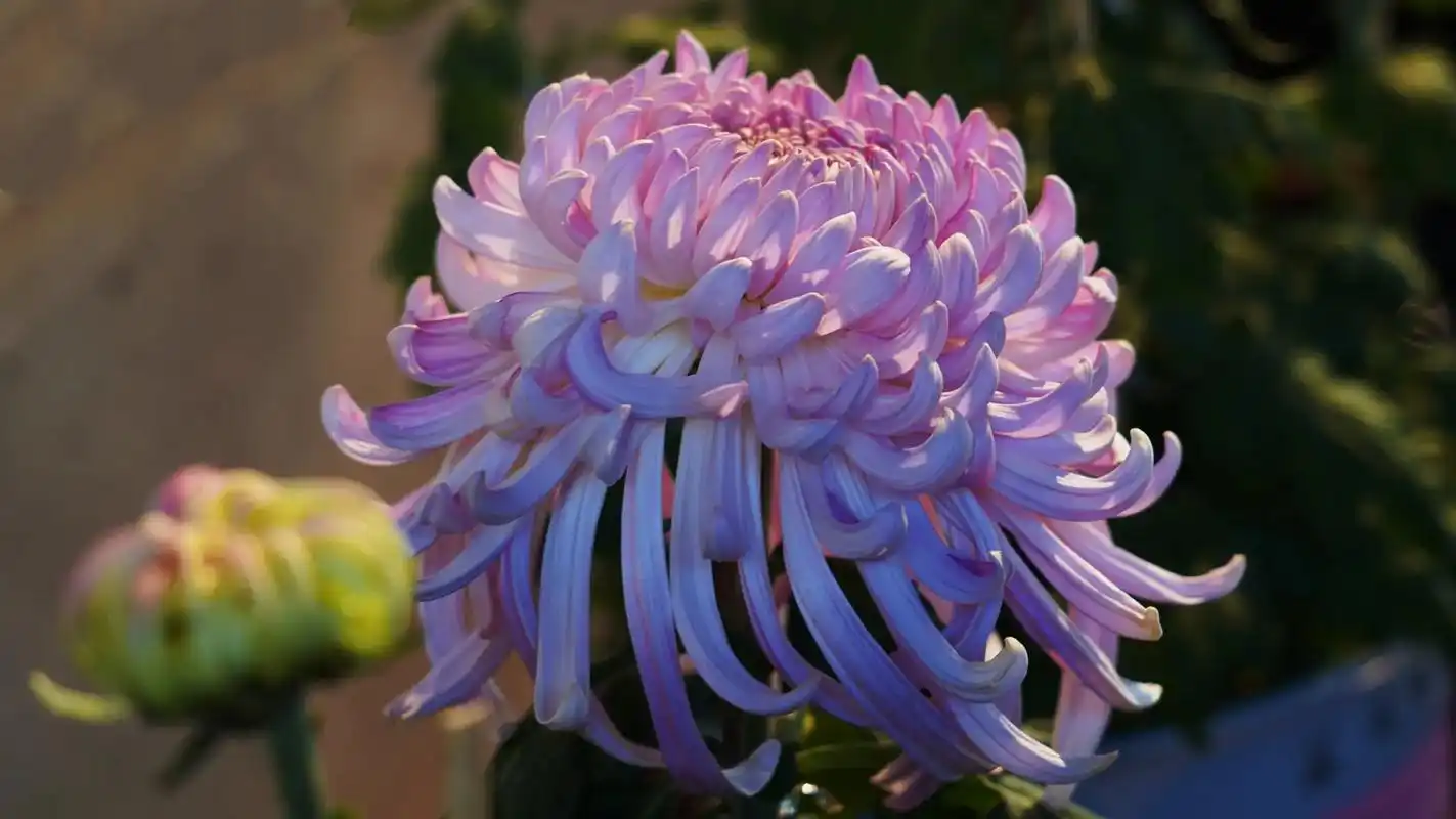 又到一年赏菊时.#赏菊花 #属于秋天的颜色 - 抖音