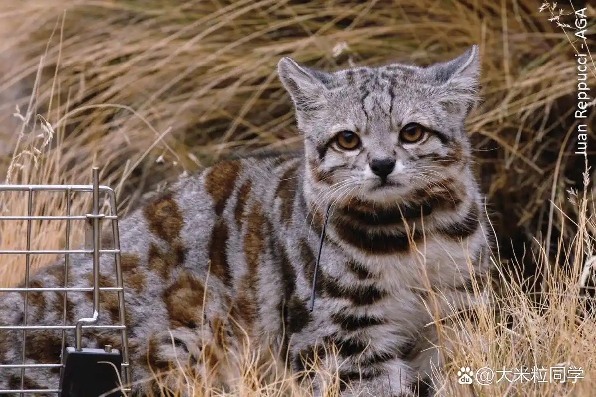 最美丽的猫科动物之一|安第斯山虎猫 92安第斯山虎猫,体型像家猫