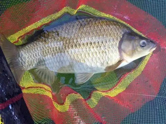 这一切的理论到最后,要想真的钓获大鲫鱼全凭运气:钓鱼人都想钓大鲫鱼