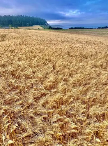 麦浪滚滚,又要到丰收的季节《首发》