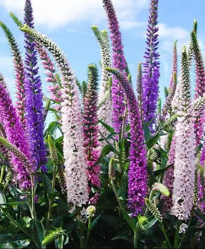 穗花婆婆纳:何其仿似实非也