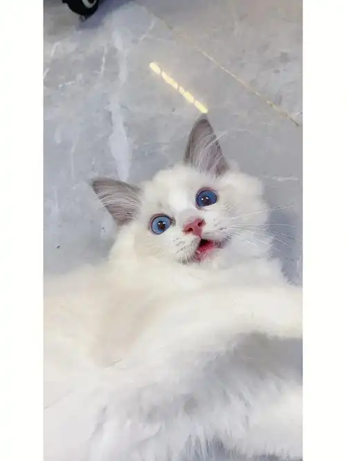 她比较特别是只深浅不一异瞳布偶比较少见