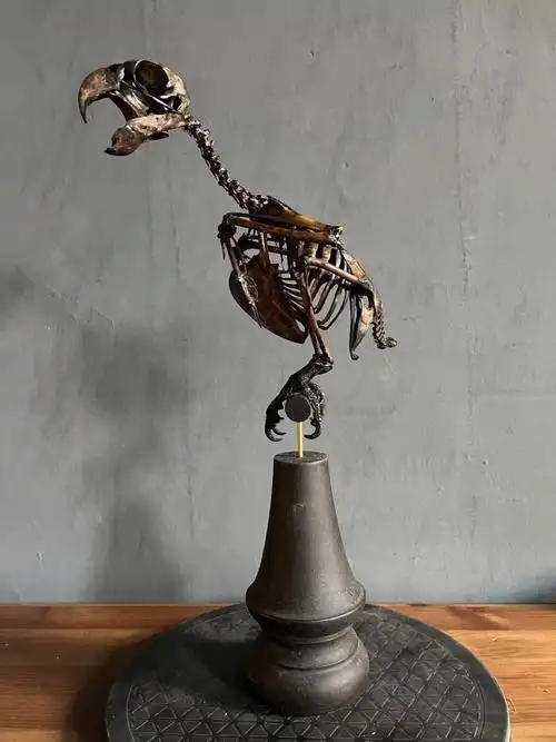 非洲灰鹦鹉标本00染色