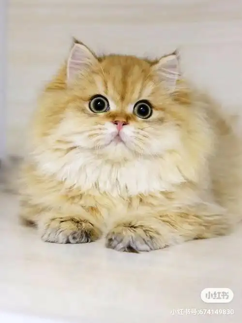 【杭州】 金渐层 长毛 弟弟 找新家