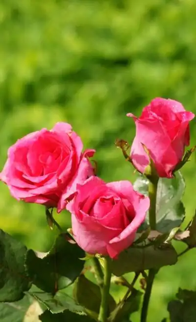 唯美的图片总能带来美好的心情