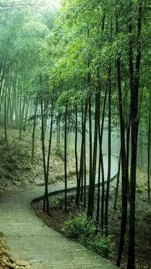 竹林戏雨#听雨是一种宣泄,看雨是一种解压