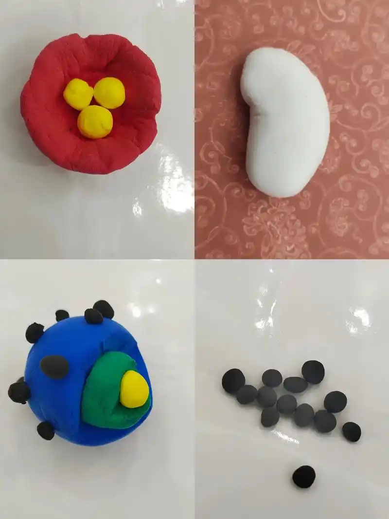 生物模型#叶绿体#线粒体#核糖体#植物细胞模型  重拾幼儿园 - 抖音