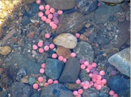 客居温哥华之十二:向红鲑和红枫致敬!