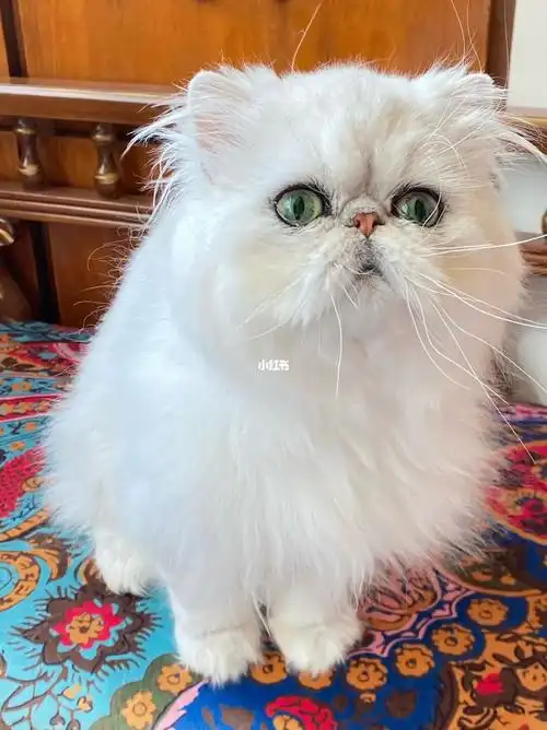 银色金吉拉波斯长相是这样的