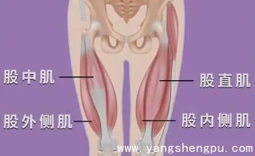 股四头肌是身体最大的肌肉,四条肌肉都向下形成肌腱,跨过我们膝关节