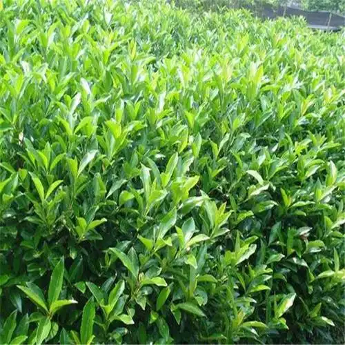 珊瑚树基地法国冬青绿篱法国冬青篱庭院绿篱品种