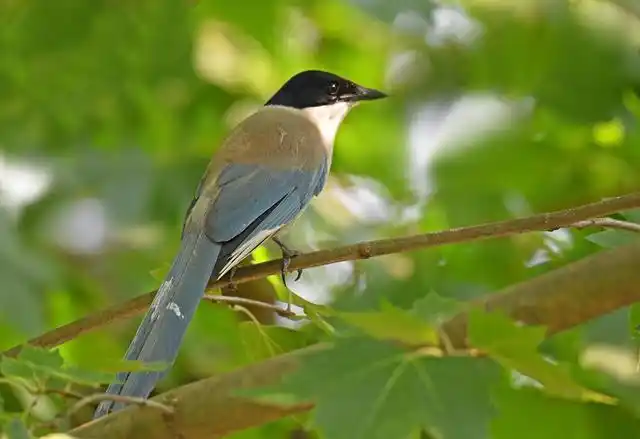 灰喜鹊幼鸟怎么喂养?没想到还是个杂食性动物