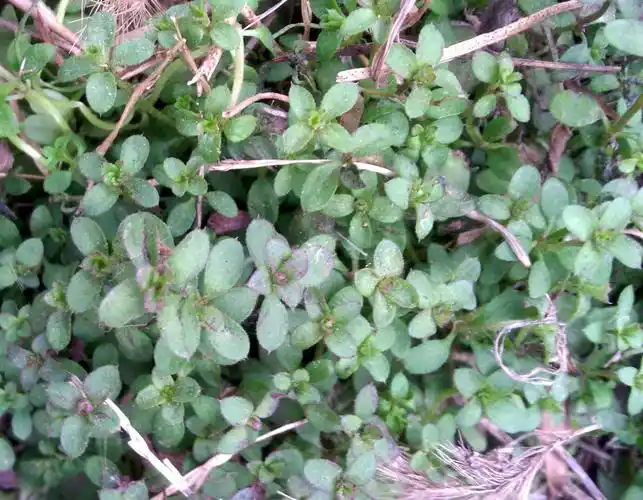 小小虫盖有哪些功效呢?学名叫什么啊