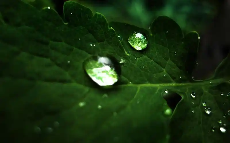 高清晰宽屏植物桌面壁纸