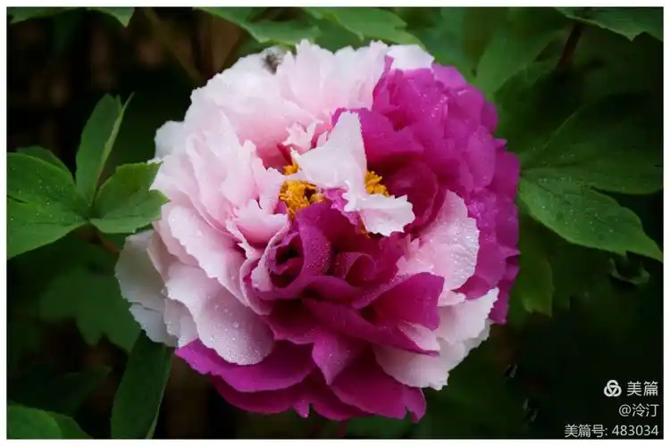 洛阳牡丹甲天下