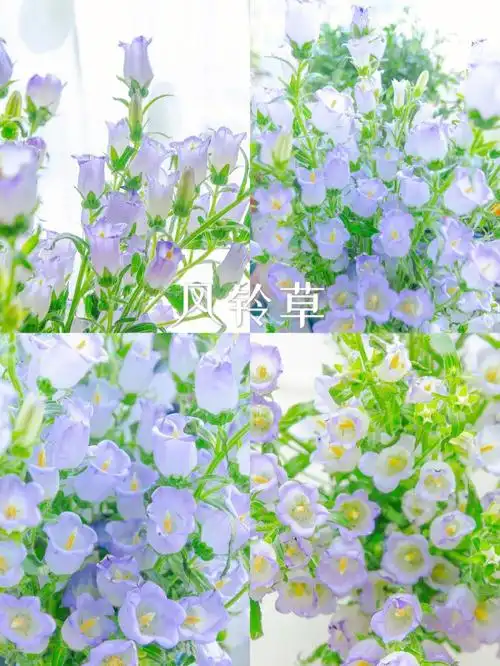 风铃草的花语是温柔的爱,感恩,嫉妒,忠诚,正义等.