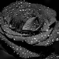 黑色的玫瑰花说说配图 有关黑色玫瑰花的配图_微信头像图片大全