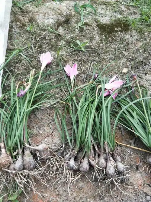 葱兰花种植方法(葱兰花种植方法图解)