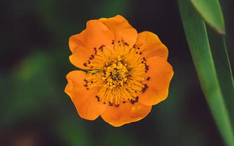 相关标签小清新迷人的橙色花卉上一图集:盛开的蔷薇