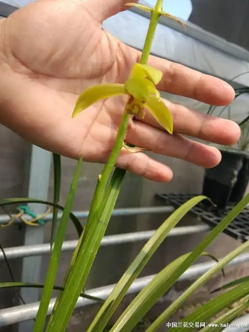 2018花期留影再出发蕙兰篇之野望