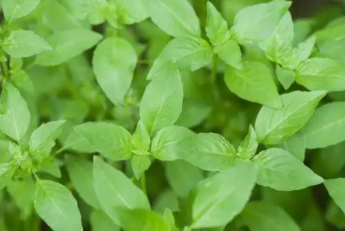 生长的调味植物荆芥