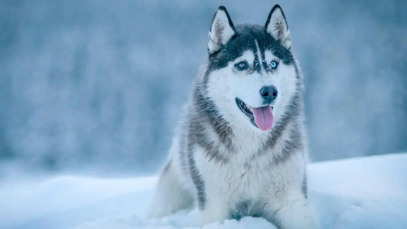 呆萌高清图片桌面壁纸高清大图预览1920x1080_动物壁纸下载_美桌网