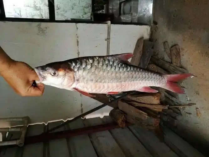 我是云南的今日在澜沧江钓得一尾鱼我们当地叫红翅膀,有谁能告诉我这