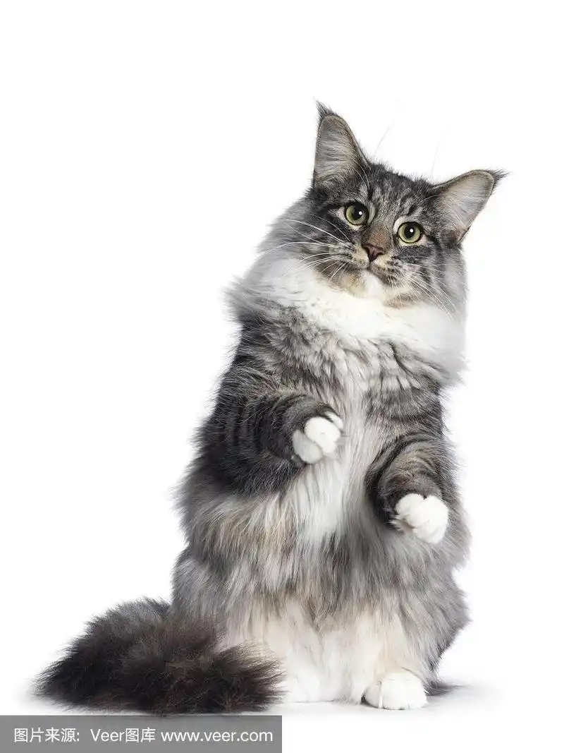 可爱的挪威森林猫在白色