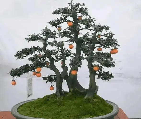 "金弹子"盆景别错过,观赏价值高,提升家居格调,寓意美好