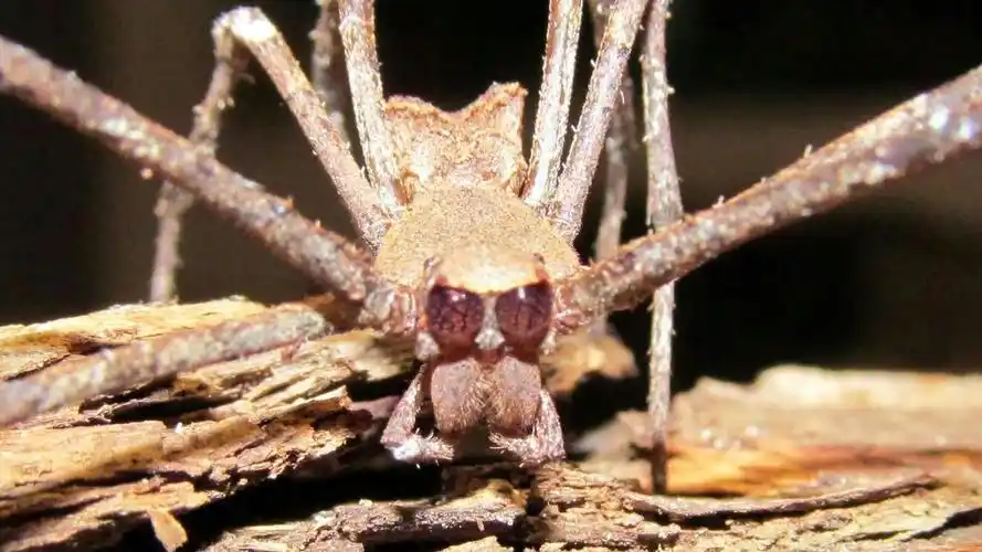 世界上最霸气的蜘蛛,因为前眼被称为鬼面蜘蛛,捕食方式更是一绝-动物