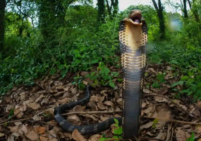 过山峰的蛇长得怎样