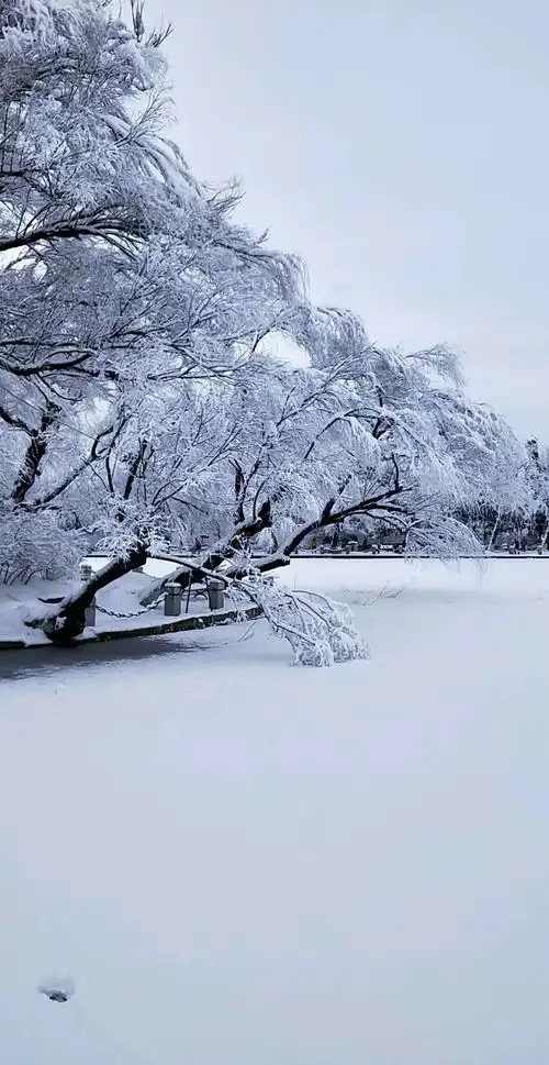 阳春三月大雪纷飞美景如画
