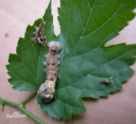 丝含万载情,茧裹物精灵,服了我的野蚕蛾!