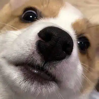 好看的狗狗微信头像又萌又可爱最适合爱狗狗的你