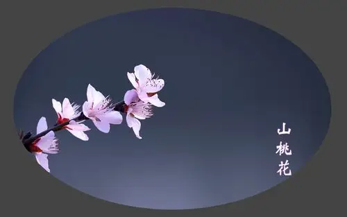 山桃花唯美意境风景图片桌面壁纸