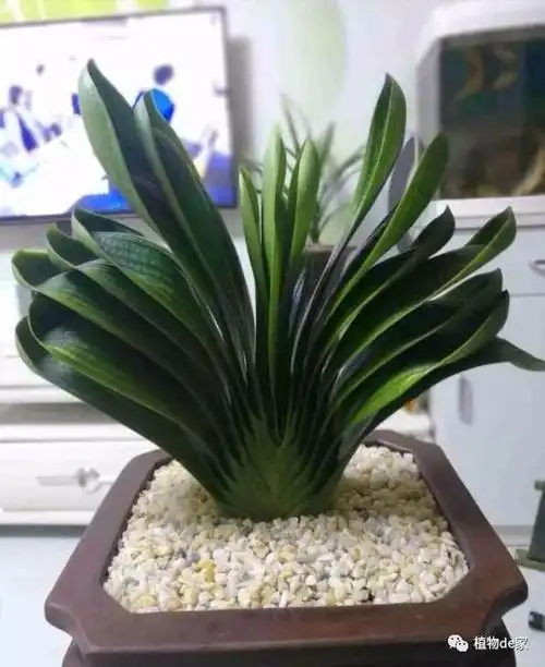 养君子兰就用4种药只需埋在花盆中花剑冒不停叶绿花还旺