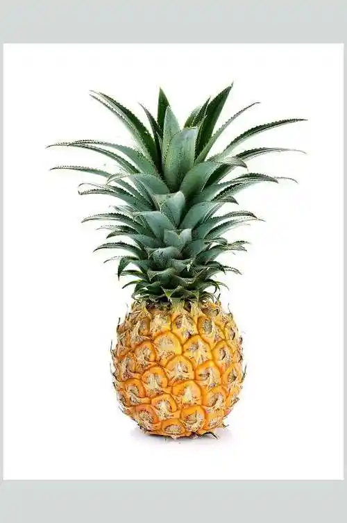 广东湛江徐闻香水菠萝水果高清图片