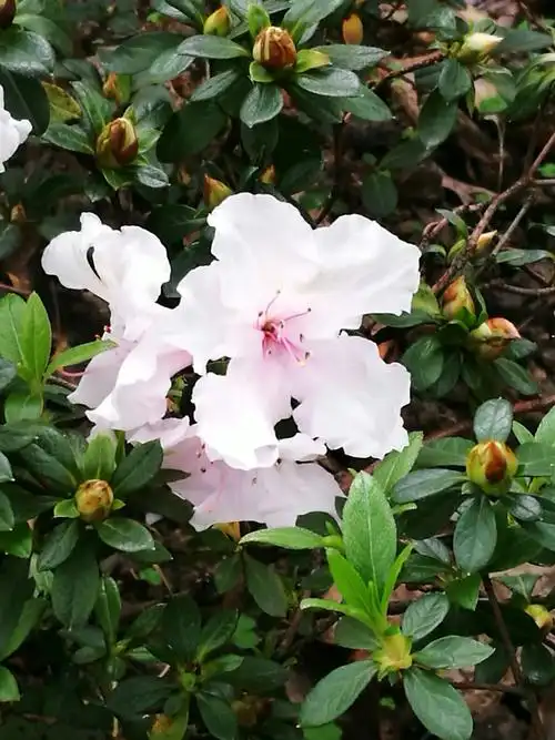 春到西湖杜娟开