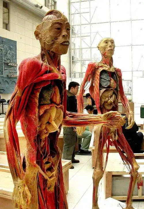 河北对口升学考试解剖学理论与实操考试简述